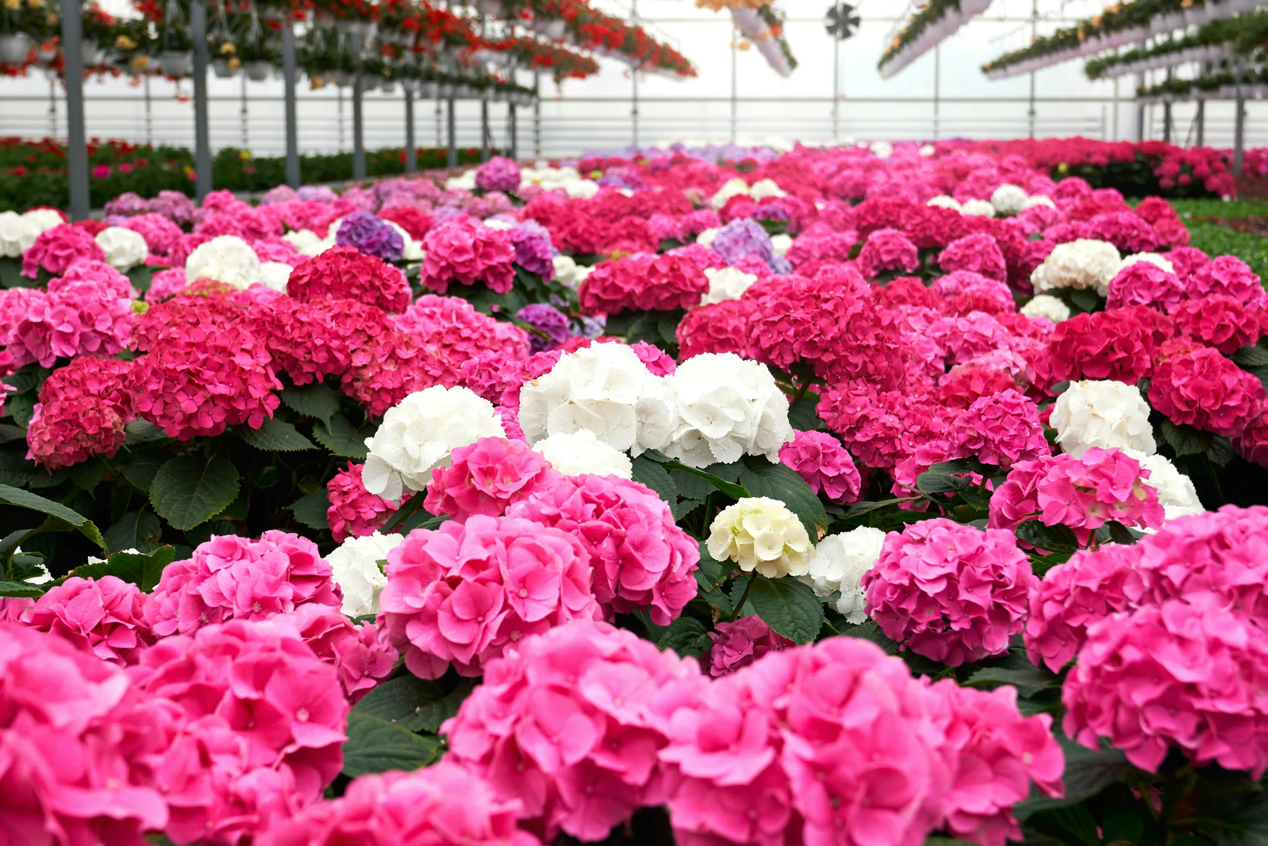 Macetas con petunias y dalias listas para la venta, flores en rosa, rojo y amarillo