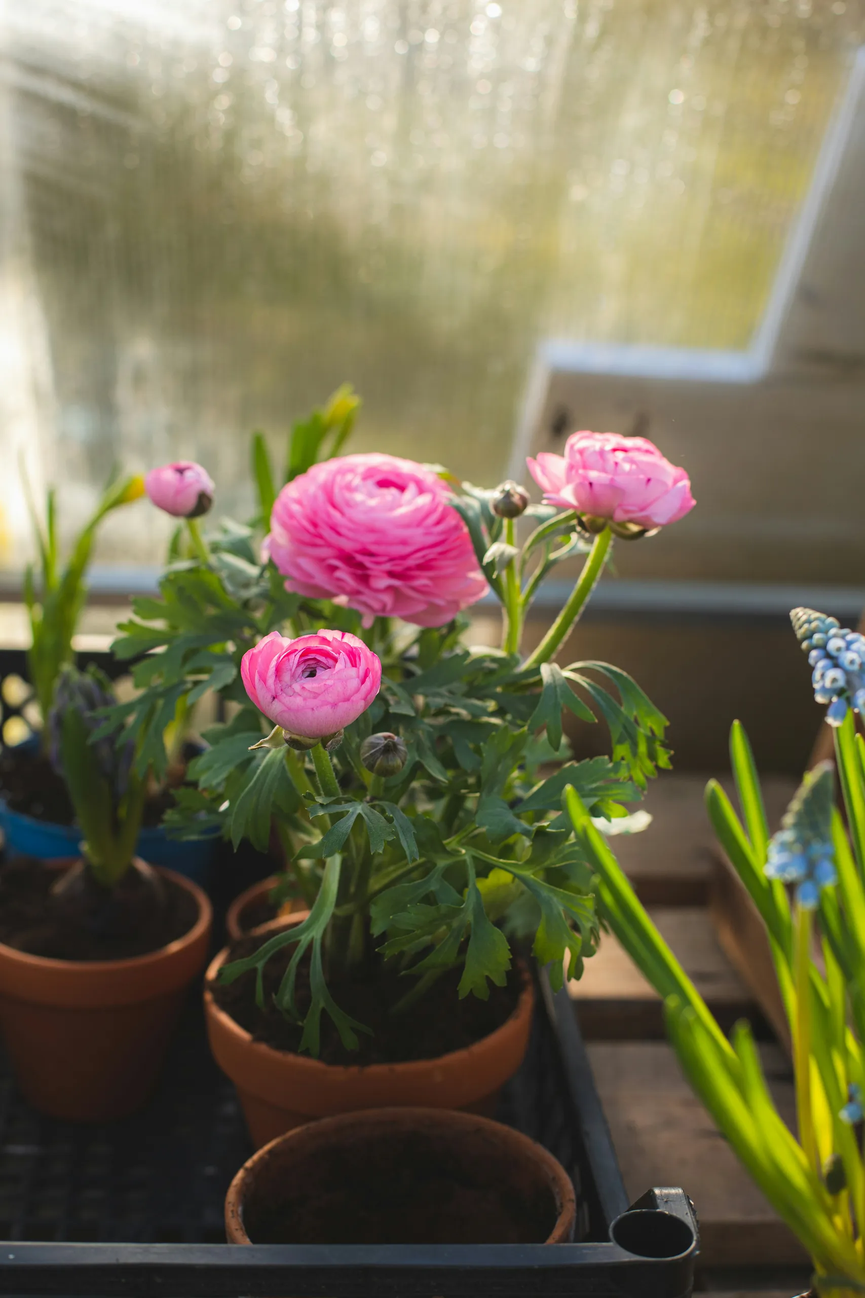 Interior de un invernadero con hileras de macetas llenas de flores en estanterías y cestas colgantes