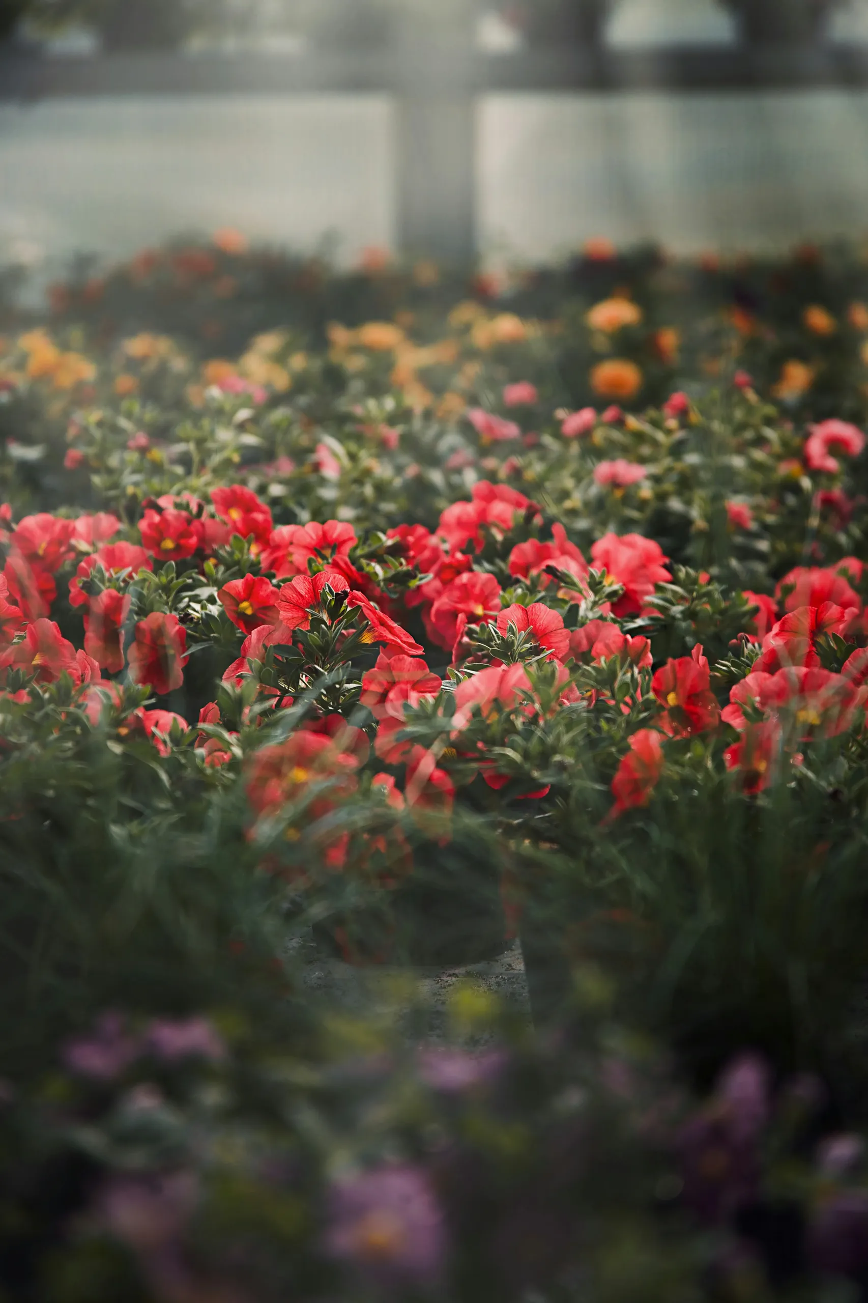 Invernadero con jardineras colgantes e hileras de flores en macetas
