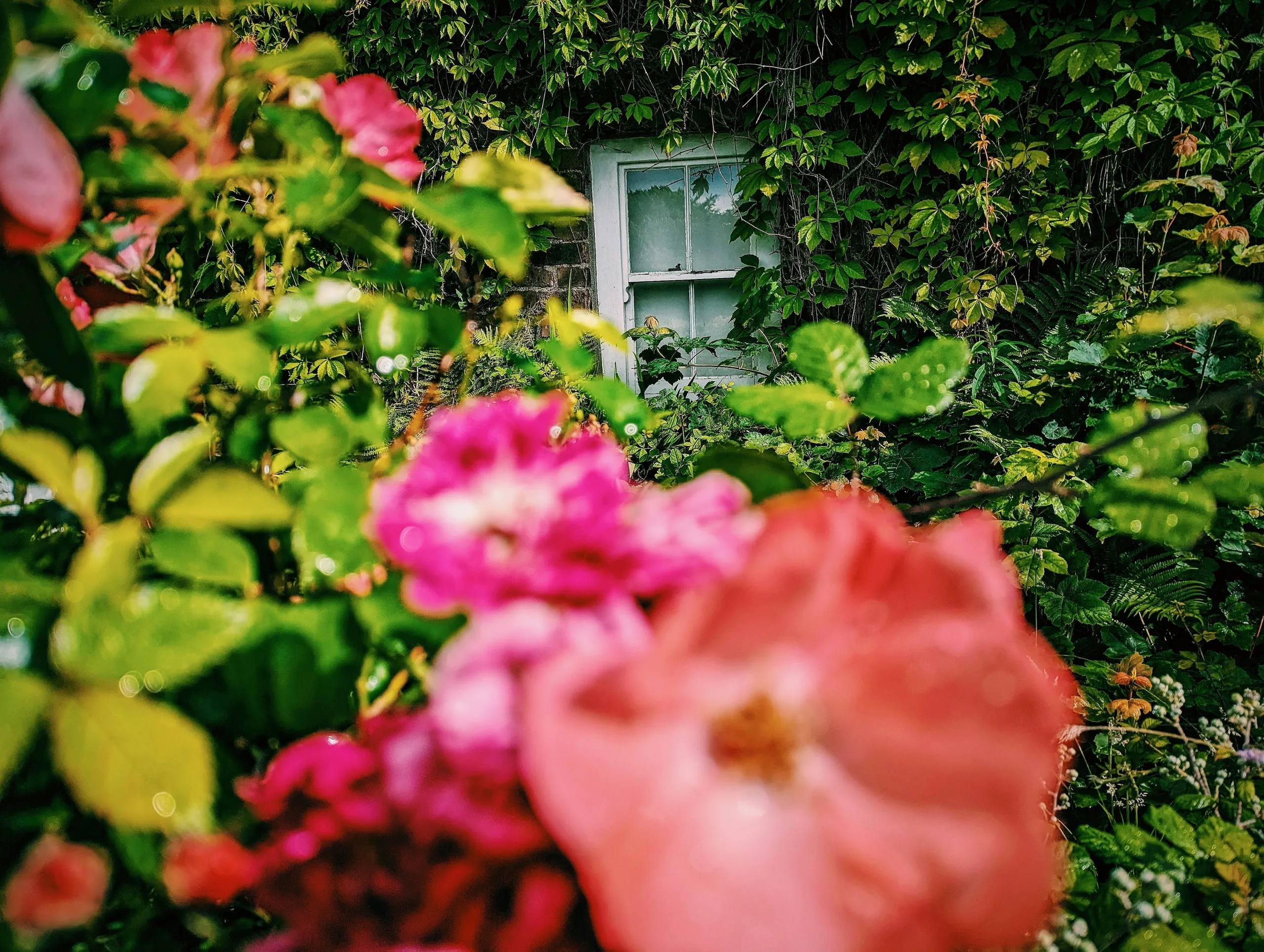 Rosas frondosas y flores frente a una casa de piedra con una ventana cubierta de verde