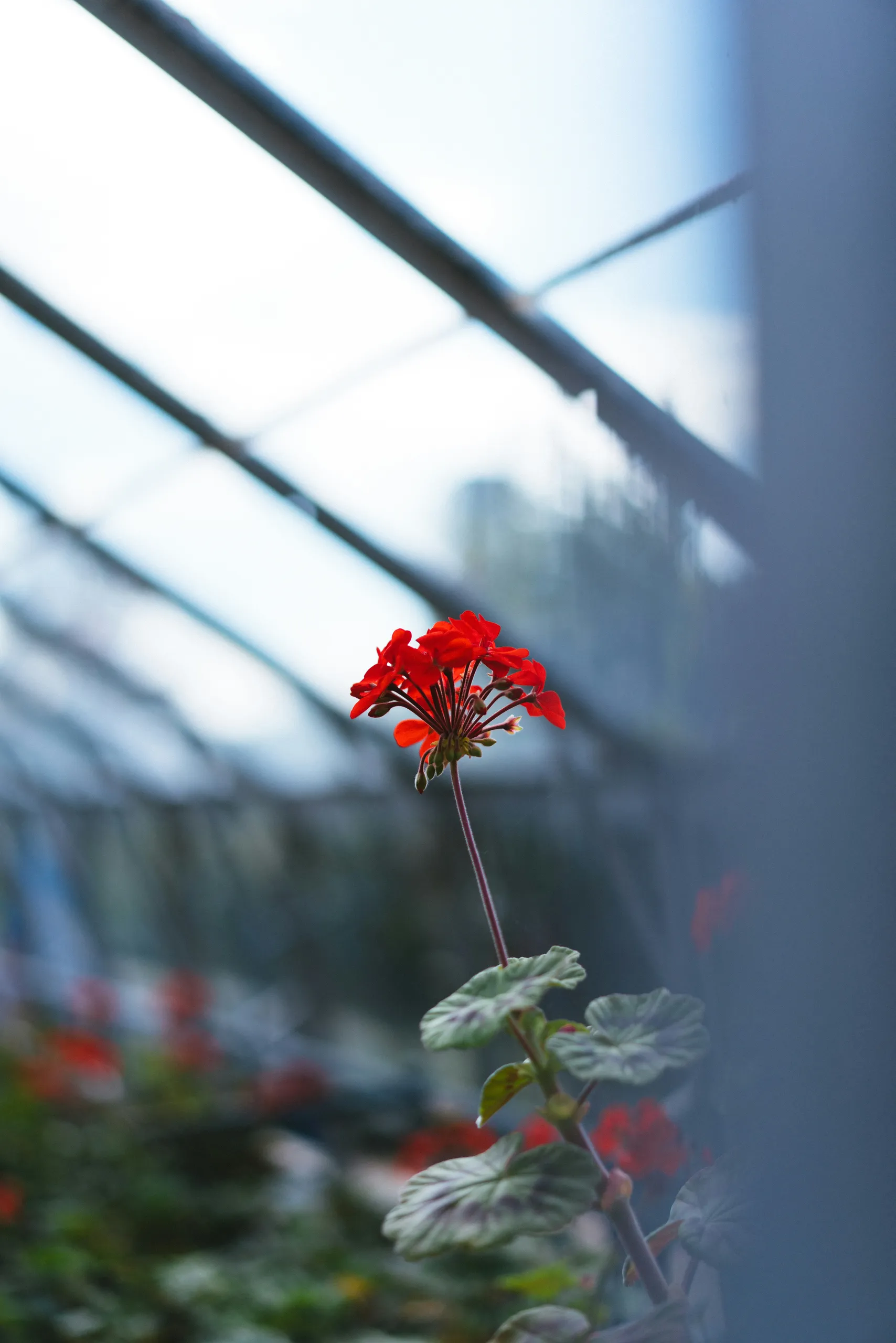 Interior de un invernadero con hileras de macetas llenas de flores