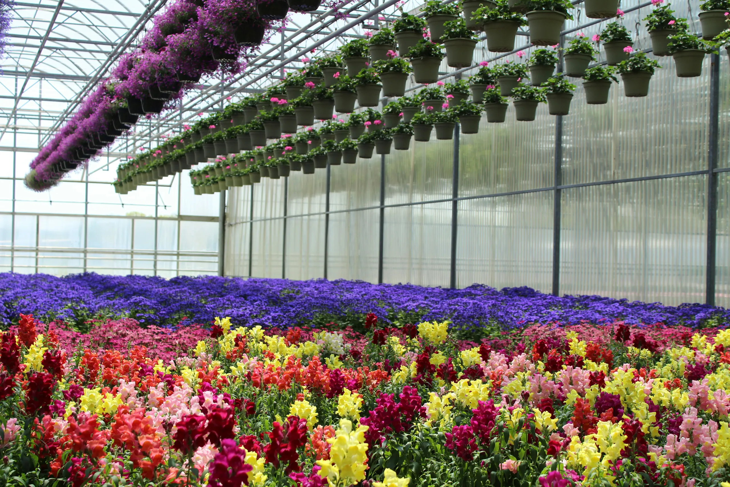 Invernadero lleno de flores de colores con cestas colgantes de petunias