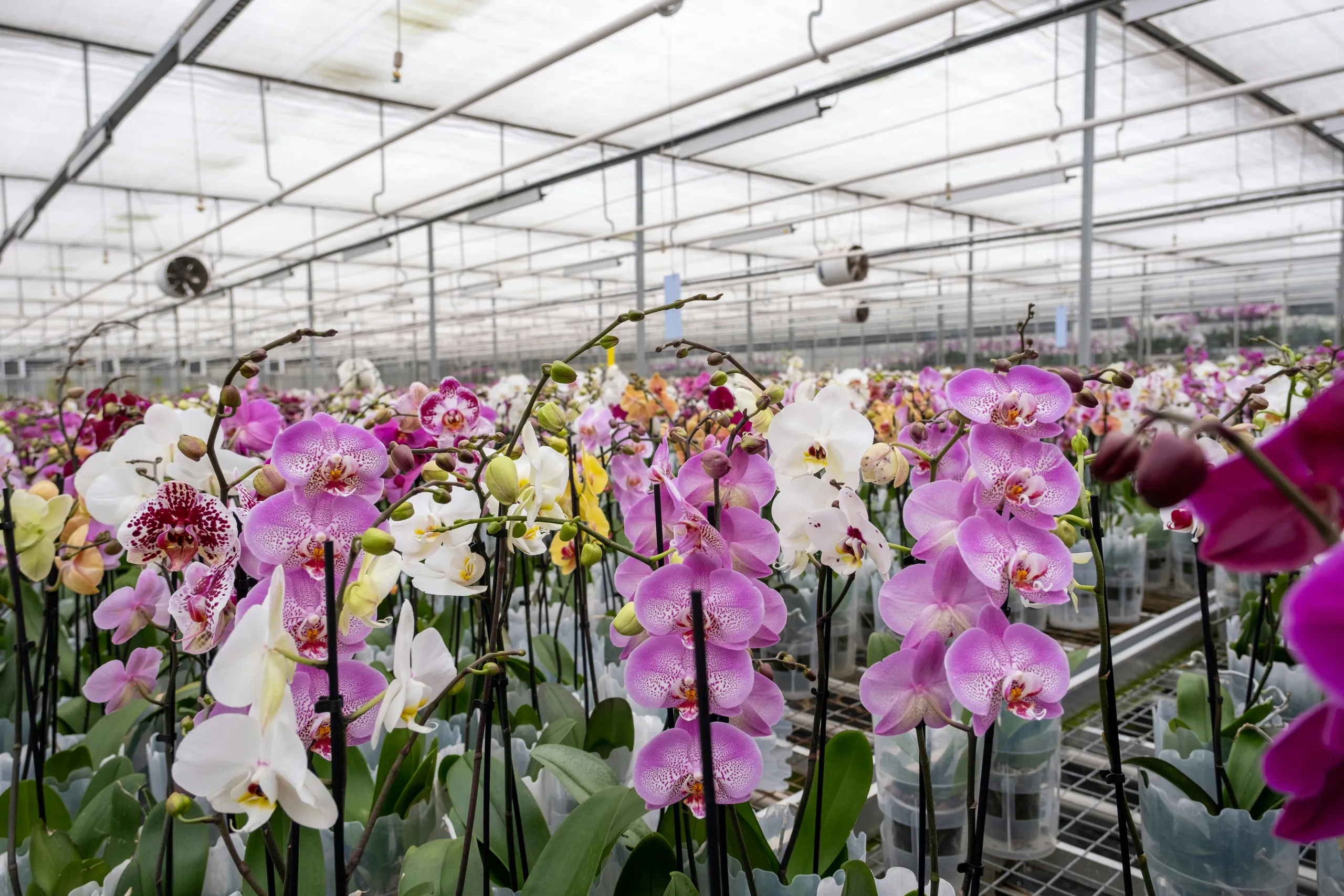 Invernadero lleno de orquídeas en flor en tonos rosa y blanco