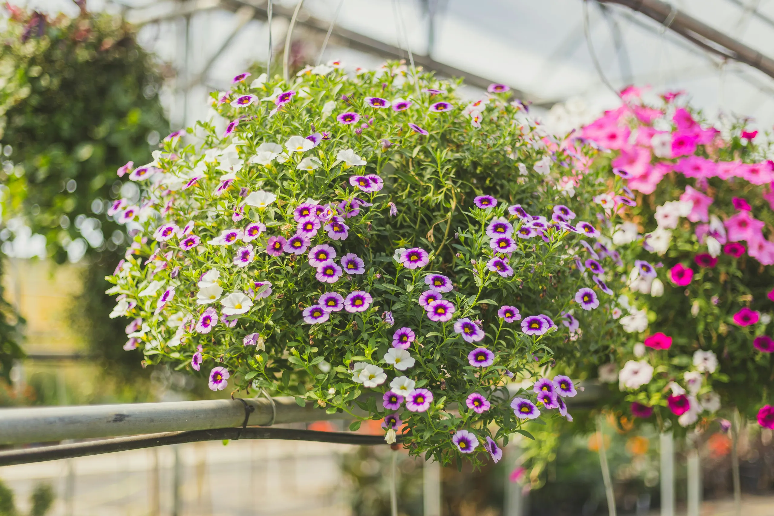 Cestas colgantes de petunias y campanillas en tonos morado, blanco y rosa en el invernadero
