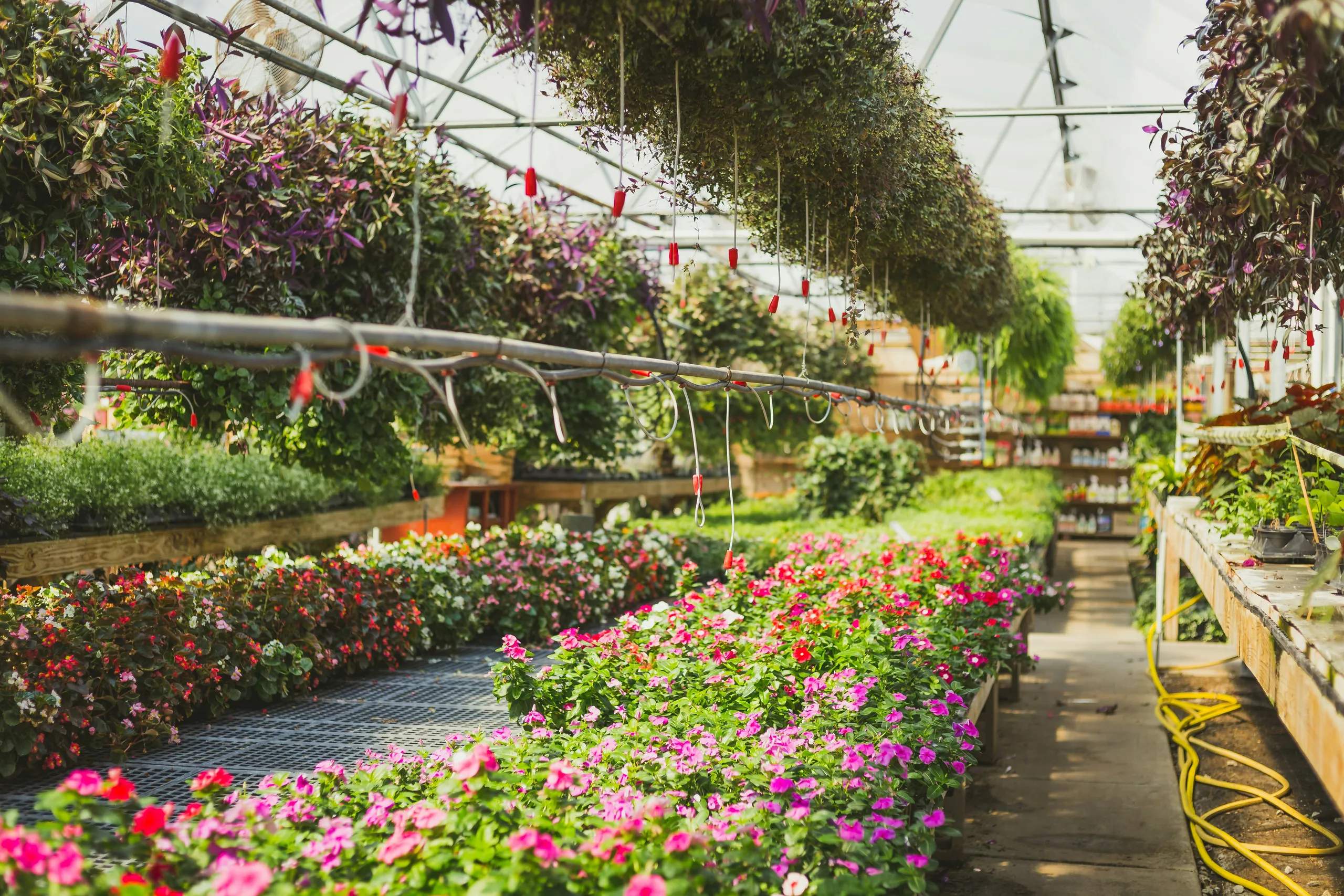 Interior de un invernadero lleno de flores de balcón en floración